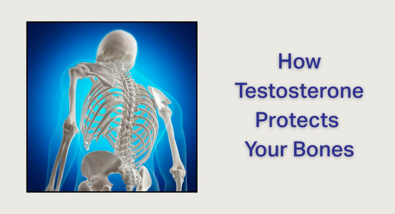 TRT and Bone Density: How Testosterone Protects Your Bones as You Age ...